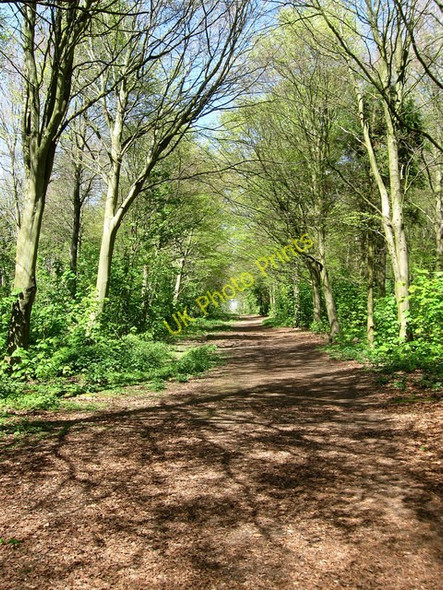Photo 6"x4" Track, Friston Forest Exceat c2009