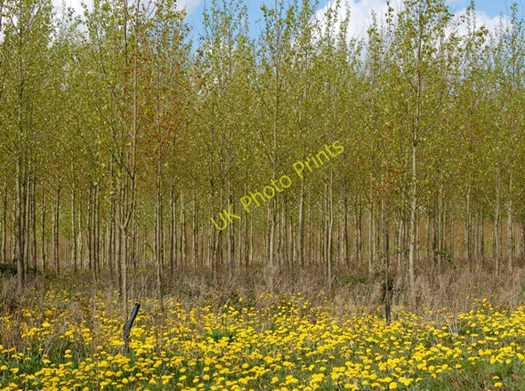 Photo 6"x4" Dandelions in plantation, Lower Fields, Napton Chapel Green\/SP4660 c2009