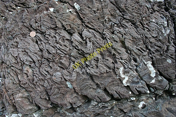 Photo 6"x4" Fine folds Arduaine c2009