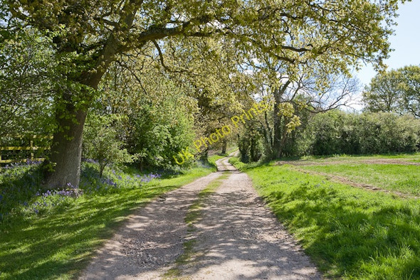 Photo 6"x4" Castle Farm Lane Crockerhill\/SU5709 c2009