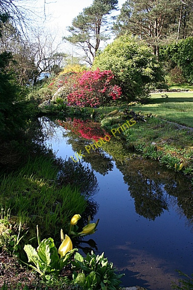 Photo 6"x4" Arduaine Gardens Arduaine c2009