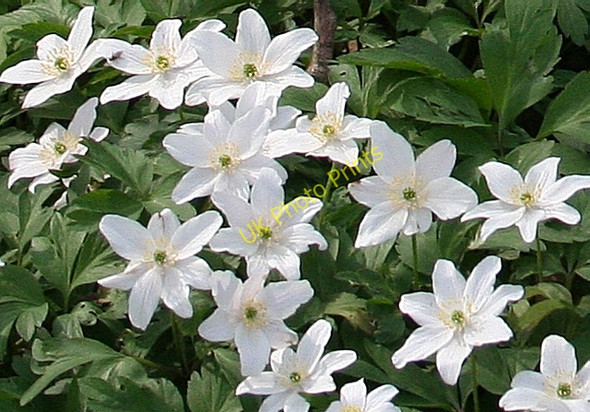 Photo 6"x4" Wood Anemone (Anemone nemorosa) Duncanstone c2009