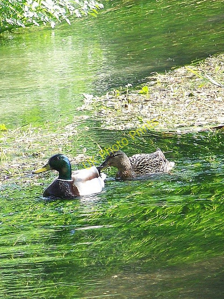 Photo 6"x4" Mr & Mrs Mallard, Bishopstone Croucheston c2009