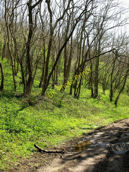 Photo 6"x4" East Dale Woodland High Hunsley c2009