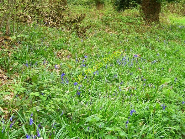 Photo 6"x4" Native bluebells, Breamore Wood Breamore c2009