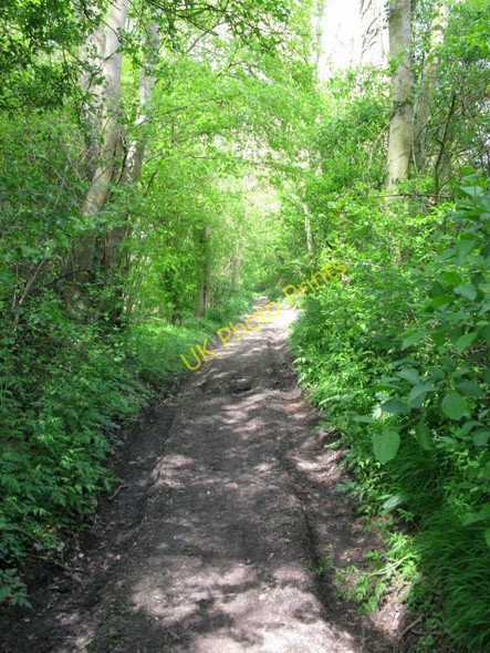 Photo 6"x4" Looking N along the Stour Valley Walk Ripper's Cross c2009