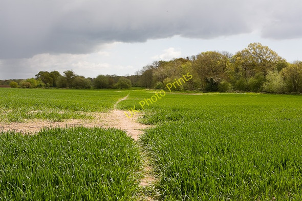 Photo 6"x4" Unofficial footpath from Bere Farm Boarhunt c2009