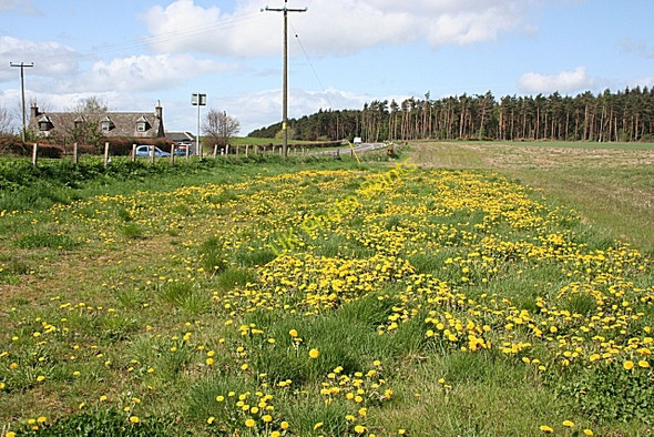 Photo 6"x4" Dandelions (Taraxacum officinale) Crofts of Dipple c2009