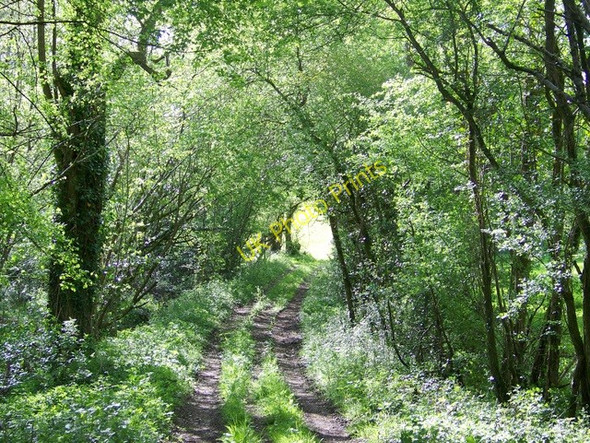Photo 6"x4" Footpath from Green Lane Fordingbridge c2009