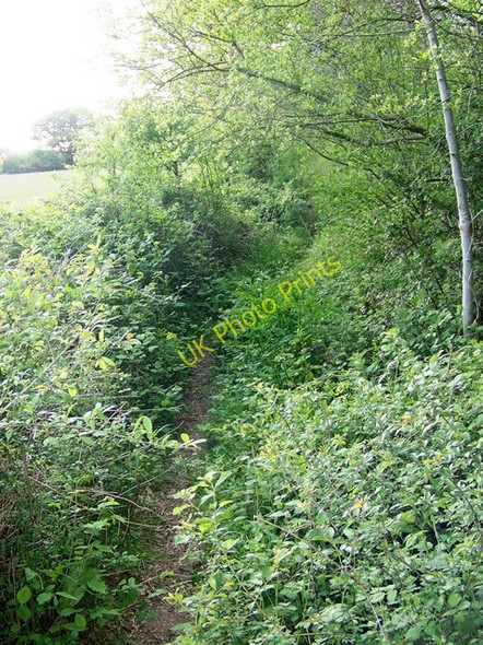Photo 6"x4" Footpath near Fryern Court Fordingbridge c2009