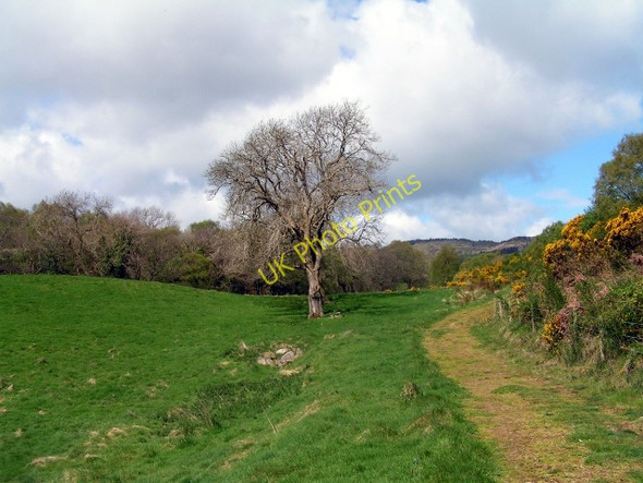 Photo 6"x4" Ash tree in Bankend grazing land Auchencairn\/NX7951 c2009