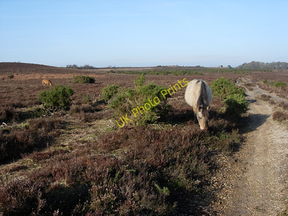Photo 6"x4" Footpath across Yew Tree Heath Applemore c2009