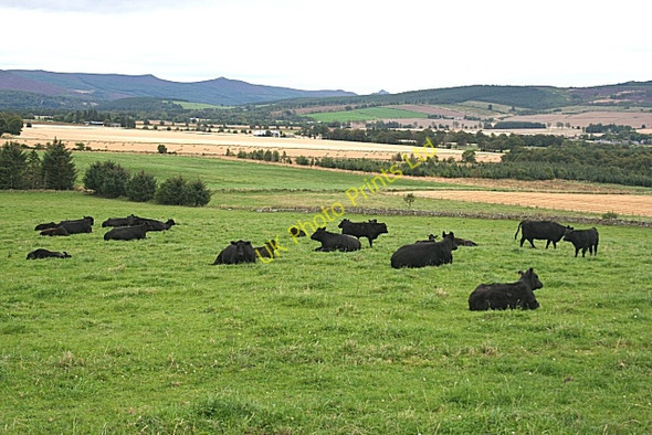 Photo 6"x4" Mains of Tonley Kirkton of Tough c2007 P2