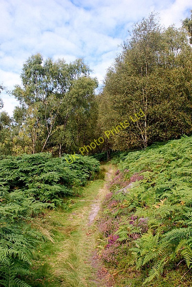 Photo 6"x4" Into the birch woods Calver Sough c2007