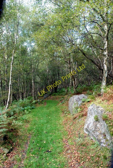 Photo 6"x4" Through the birch woods Calver Sough c2007