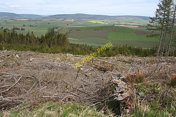 Photo 6"x4" Den of Drumgown Leslie\/NJ5924 c2009