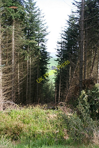 Photo 6"x4" Gap in the Trees Leslie\/NJ5924 c2009
