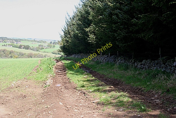 Photo 6"x4" Track near St John's Wells Woodhead\/NJ7938 c2009