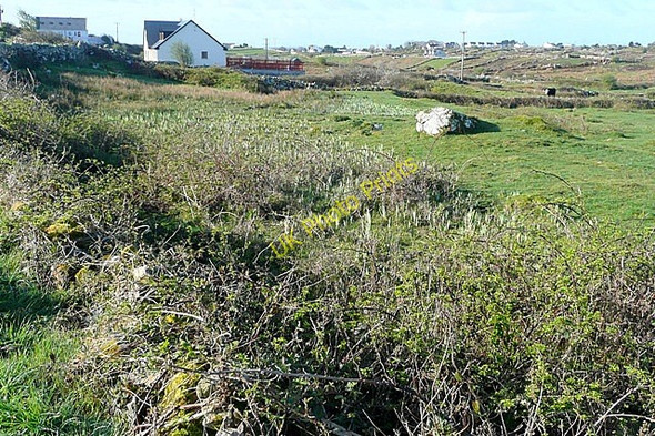 Photo 6"x4" Coill Rua Thiar (Kilroe West) Loughaunbeg c2009