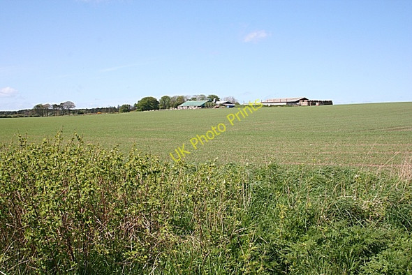 Photo 6"x4" Tehillah Farm Cottown\/NJ8240 c2009