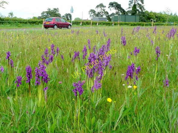 Photo 6"x4" Colony of Green-winged orchid at Welland Marl Bank c2009