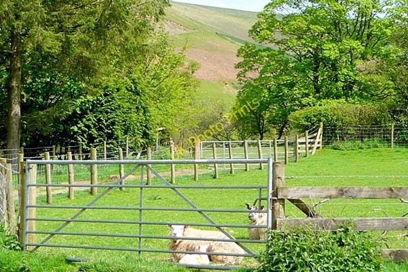 Photo 6"x4" Upper Trewern Llandegley c2009