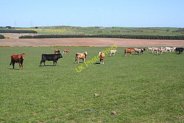 Photo 6"x4" Howe of Kinmuck Berefold c2009