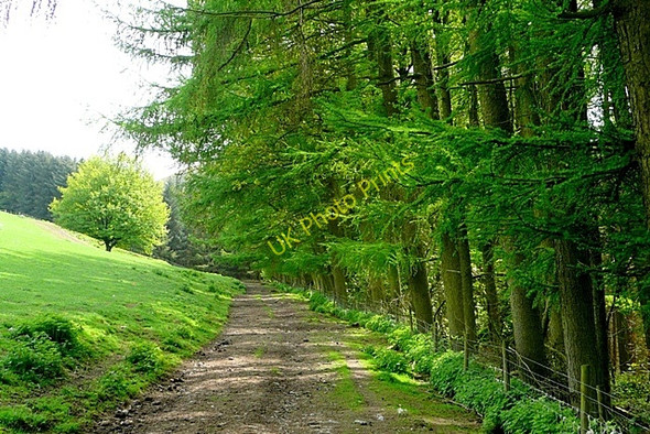 Photo 6"x4" Above Warren Plantation Llanfihangel-nant-Melan c2009
