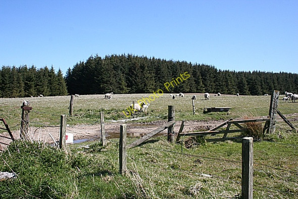 Photo 6"x4" Sheep Near Tomachar Tomachar\/NJ2732 c2009