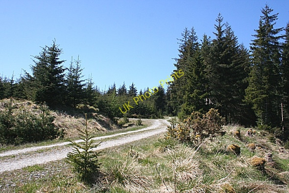 Photo 6"x4" Forest Road Shenval\/NJ2129 c2009