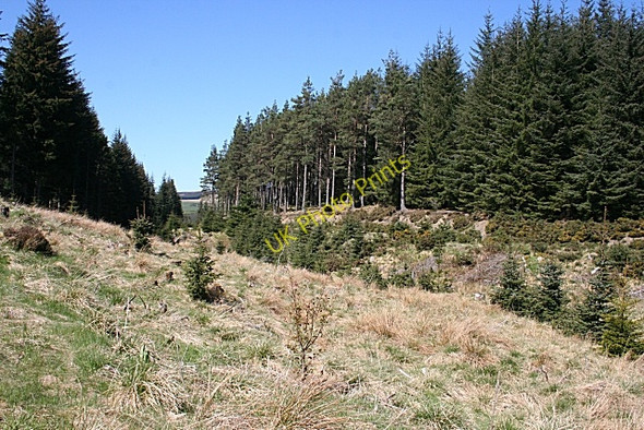 Photo 6"x4" Glen in the Forest Shenval\/NJ2129 c2009