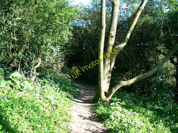 Photo 6"x4" Footpath to Churchdown Hill Churchdown c2009
