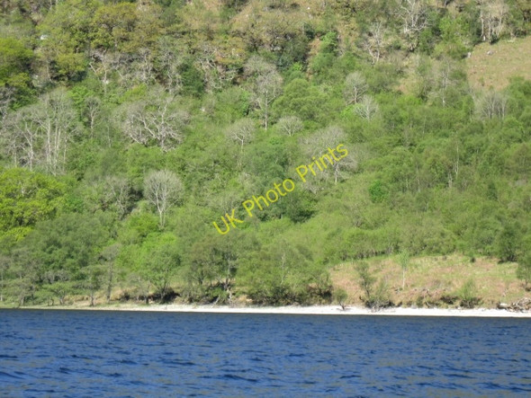 Photo 6"x4" Woodland above shoreline, North Loch Shiel Polloch c2009
