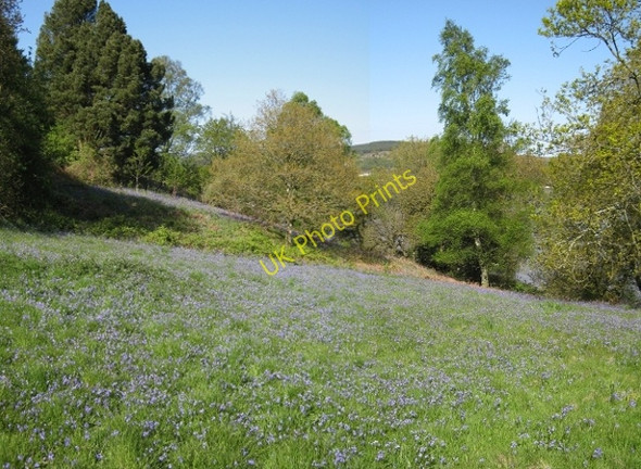 Photo 6"x4" Bluebells at Cocklehaen Kippford\/Scaur c2009