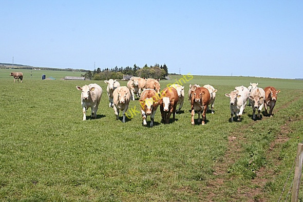 Photo 6"x4" Inquisitive Cattle Middlemuir\/NJ8643 c2009