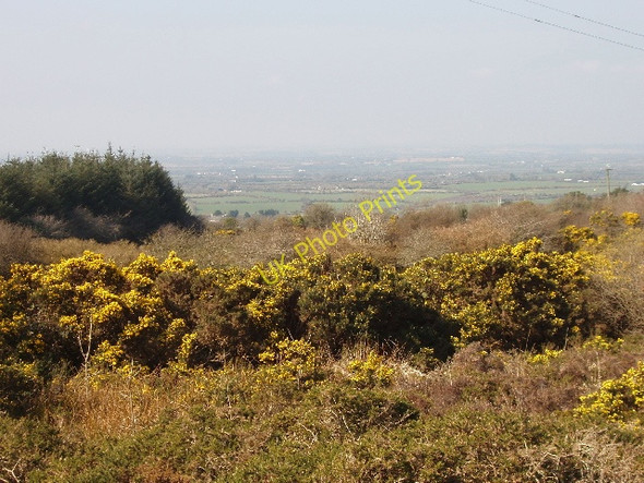 Photo 6"x4" Heathland with gorse on Forth Mountain Cleristown c2009