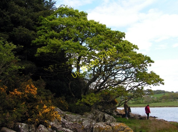 Photo 6"x4" Shoreline Oak Kippford\/Scaur c2009