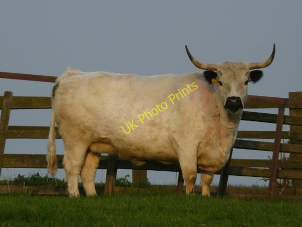 Photo 6"x4" What you doing in MY field? Ilkeston c2009