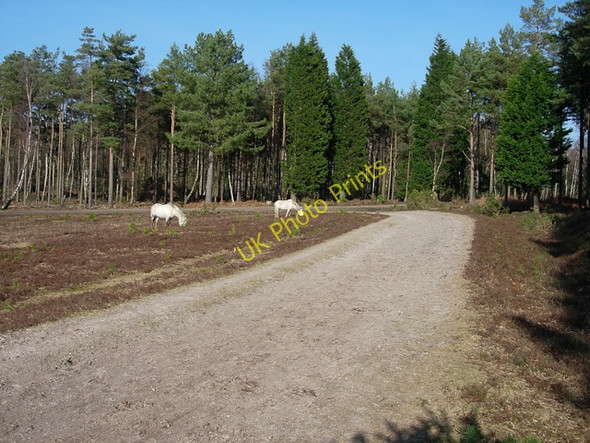 Photo 6"x4" New Forest ponies Ashurst\/SU3310 c2009