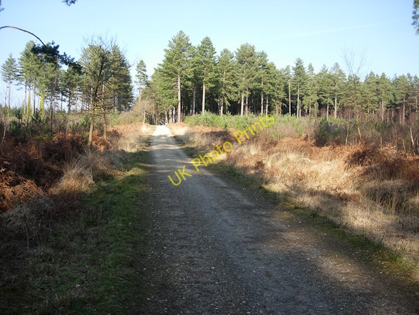 Photo 6"x4" Cyclepath through Deerleap Inclosure Ashurst\/SU3310 c2009