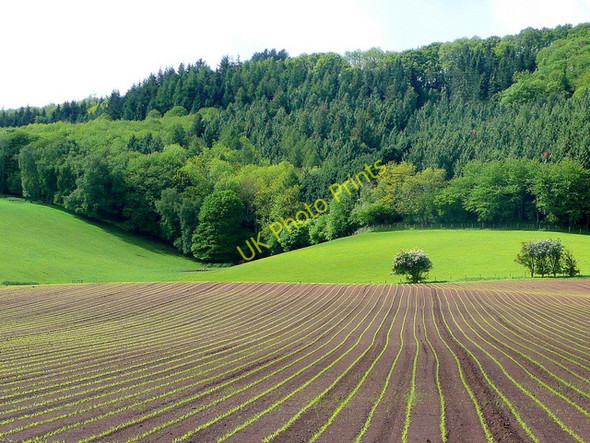 Photo 6"x4" Maize by The Penyard Ross-on-Wye c2009