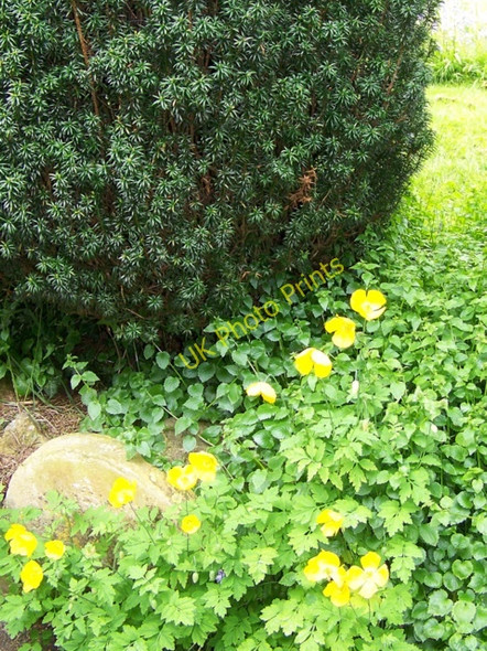 Photo 6"x4" Poppies, St Andrew's Churchyard, Ashburton Ashburton c2009