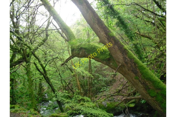 Photo 6"x4" Moss-covered tree branch Arthog c2009