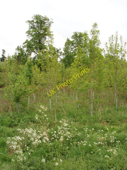 Photo 6"x4" Young trees at South Leigh Church End\/SP3908 c2009