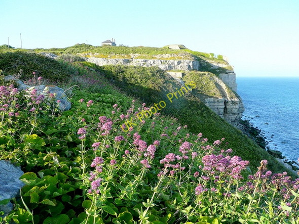 Photo 6"x4" Valerian on the clifftop Easton\/SY6971 c2009