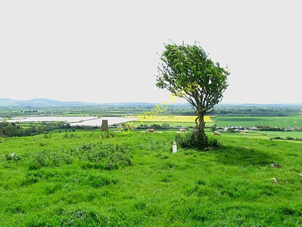 Photo 6"x4" Lone Tree Castlewarren c2009