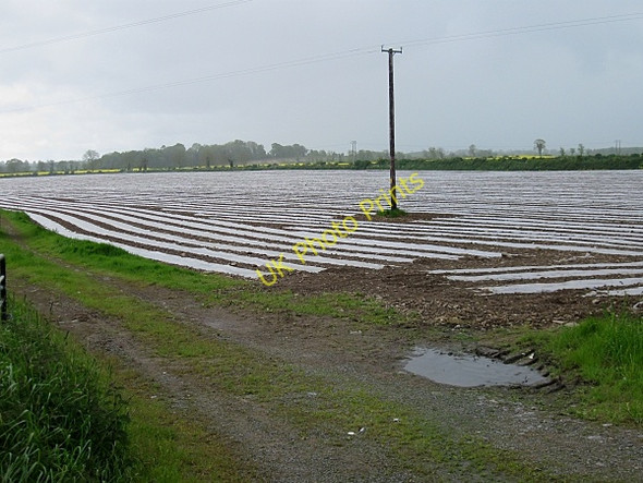 Photo 6"x4" Power Line and Plastic Gowran c2009