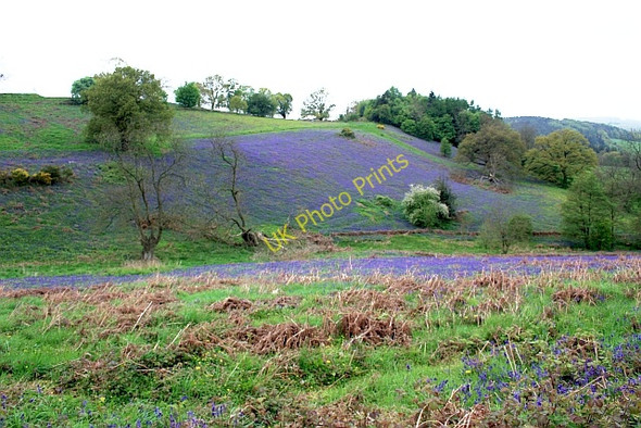 Photo 6"x4" Bluebells, West Malvern Great Malvern c2009