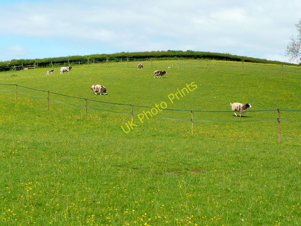 Photo 6"x4" Rare sheep in pasture Drybrook c2009