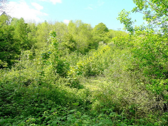 Photo 6"x4" Scully Grove Mitcheldean c2009